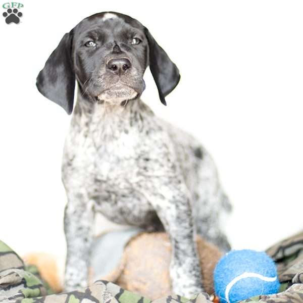 Seth, German Shorthaired Pointer Puppy